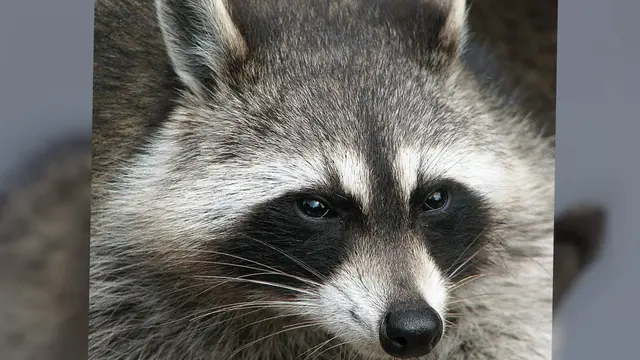 Rakun (Procyon lotor)
