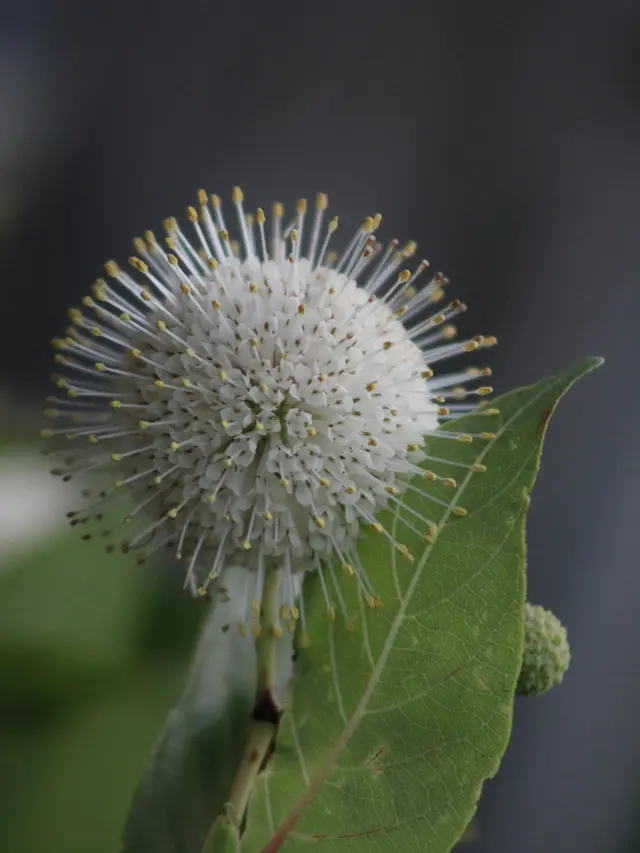 Buttonbush, Solusi Semak untuk Area Lembap