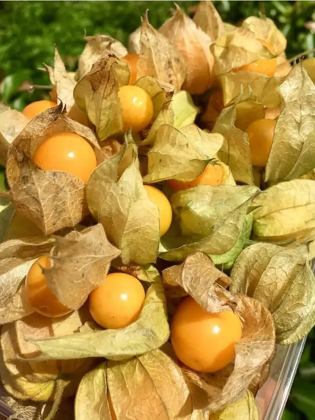 Cara Mengolah dan Mengonsumsi Ciplukan dengan Benar agar Manfaatnya Optimal