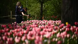 Seorang wanita mengambil gambar dengan ponselnya di dekat hamparan bunga tulip di taman Kastil Pralormo di Pralormo, dekat Turin (11/4/2022). Lebih dari 75.000 bunga tulip bermekaran di waktu yang sama waktu dan mengumumkan kedatangan musim semi. (AFP/Marco Bertorello)