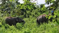 Gajah jinak menarik gajah liar di Indragiri Hulu untuk dievakuasi ke habitat gajah lainnya. (Liputan6.com/Dok BBKSDA Riau)