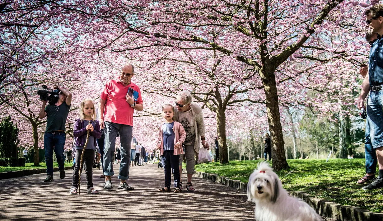 Sejumlah warga berjalan di bawah Bunga sakura yang bermekaran di sepanjang jalan di Pemakaman Bispebjerg, Kopenhagen, Denmark, (20/4). Keindahan bunga sakura yang bermekeran menandai dimulainya musim semi. (Mads Claus Rasmussen / Ritzau Scanpix via AP)
