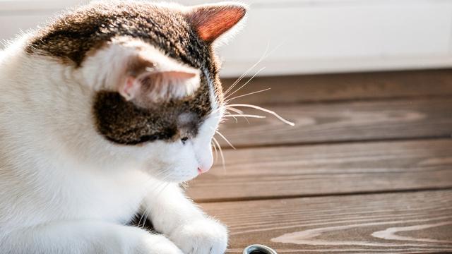 5 Penyebab Kucing Tiba-Tiba Suka Menggigit Benda dari Logam