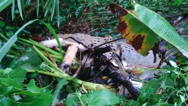 Buaya di Sleman tertangkap