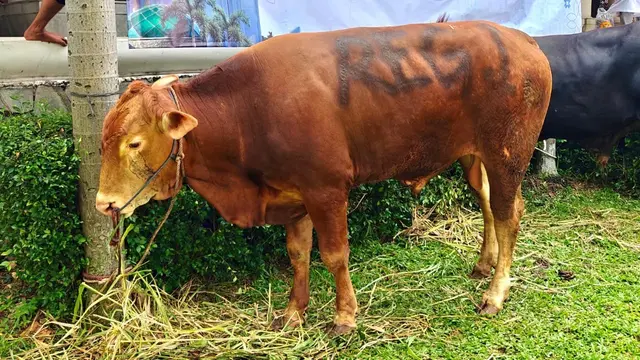 InJourney Airports Berbagi 79 Sapi dan 10 Kambing di Berbagai Wilayah Indonesia, Perkuat Kepedulian Sosial pada Momentum Idul Adha