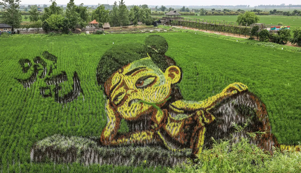 Foto udara menunjukkan gambar dari film animasi "Ne Zha" yang dibuat dengan menggunakan varietas padi yang berbeda terlihat di sebuah sawah di Shenyang, provinsi Liaoning, China, 24 Juni 2020. Saat ini pembuatan karya lukis di sawah sudah menjadi tradisi para petani di daerah tersebut. (STR/AFP)