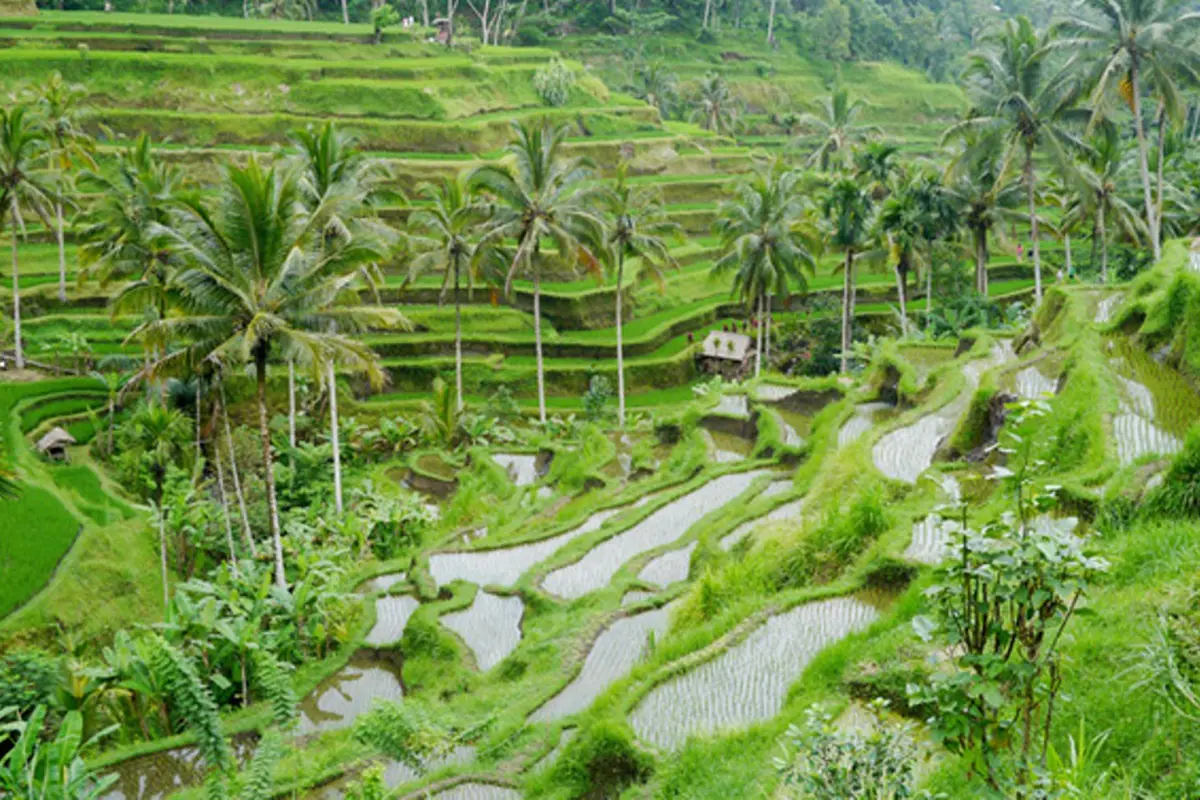 Ubud
