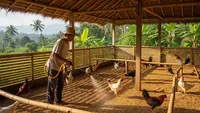 7 Bahan Alami untuk Menghilangkan Bau Kandang Ayam Tanpa Kimia, Aman dan Efektif
