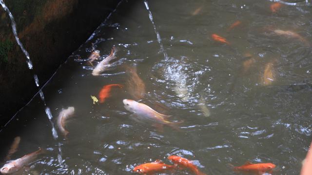 Warga Tangerang ubah selokan jadi tempat budidaya ikan
