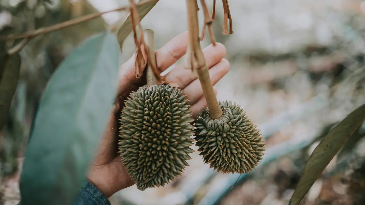 Mimpi Makan Durian