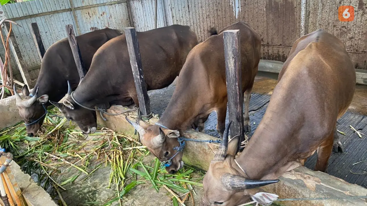 Peternakan Sapi