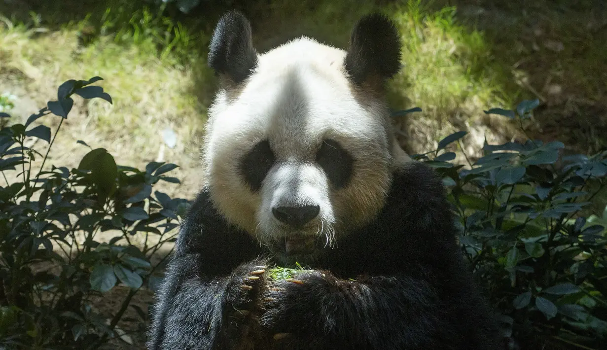 Panda raksasa China An An merayakan ulang tahunnya yang ke-29 di Ocean Park di Hong Kong pada 28 Juli 2015. An An menghuni Ocean Park sejak 1999. Dia merupakan hadiah dari Pemerintah China yang diberikan bersama seekor panda betina, Jia Jia. (AP Photo/Kin Cheung)