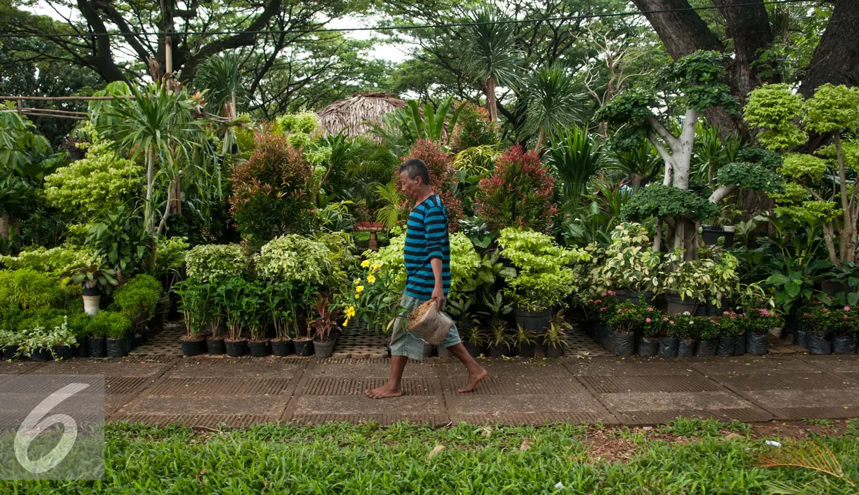 Pedagang membawa tanamannya di lokasi penjualan tanaman hias, Kompleks GBK, Jakarta, Rabu (8/2). Mereka tak ingin usaha yang dijalani berpuluh-puluh tahun itu mati begitu saja. (Liputan6.com/Gempur M. Surya)