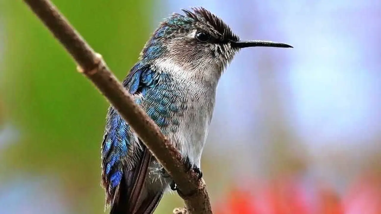 Misteri Evolusi Terungkap, Burung Kolibri Terbukti Merupakan Keturunan Langsung dari Golongan Dinosaurus!