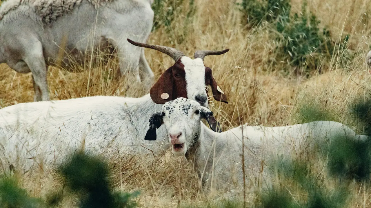 10 Perbedaan Domba dan Kambing