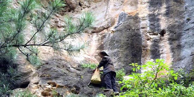 Feng keluar dari gua untuk mencari makanan | (c) Quirky China News