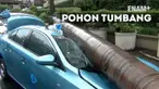 Hujan dan angin kencang landa Jakarta. Sebuah pohon palem menimpa taksi di kawasan Tanah Abang Jakarta Pusat