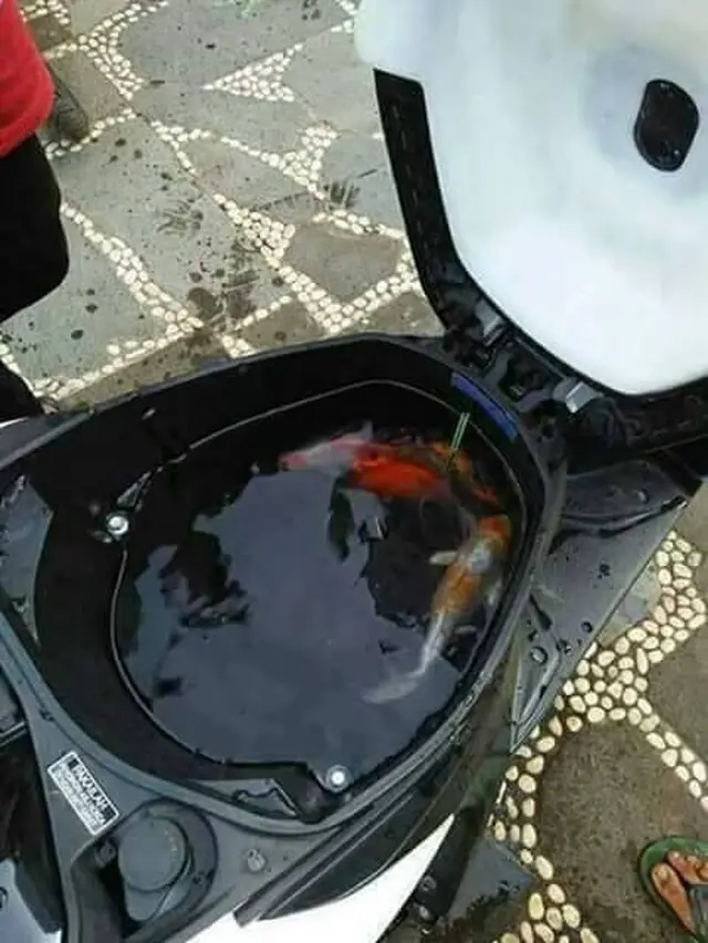 6 Tempat Pelihara Ikan Hias Ini Anti-mainstream Banget, Bikin Tepuk Jidat