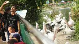 Wisatawan berswafoto dengan latar belakang burung Pelikan saat berlibur di Taman Margasatwa Ragunan (TMR), Jakarta, Kamis (6/6/2019). Setidaknya sebanyak 49.394 orang mengisi libur Lebaran bersama keluarga dengan mengunjungi destinasi liburan murah meriah tersebut. (Liputan6.com/Immanuel Antonius)