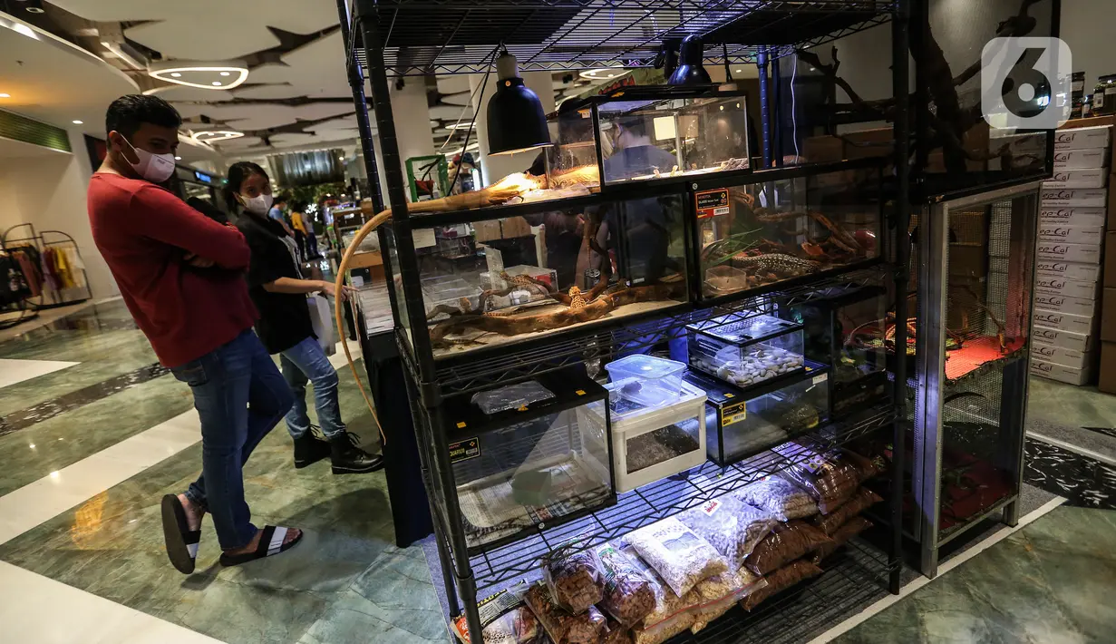 Pengunjung mengamati koleksi yang dipamerkan dalam Exotique Pet Expo di Senayan Park, Jakarta, Kamis (28/10/2021). Pameran bagi pecinta reptil ini digelar dari tanggal 27 hingga 31 oktober 2021 mendatang. (Liputan6.com/Johan Tallo)