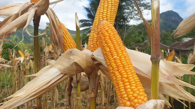 Tongkol bibit jagung hibrida varietas R7 karya PT Restu Agropro Jayamas (RAJA) Semarang yang berisi, siap merambah wilayah Garut Selatan sebagai kluster baru lumbung jagung di Garut. (Liputa6.com/Jayadi Supriadin)