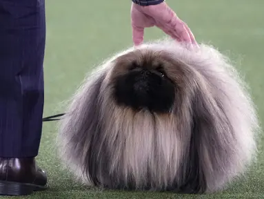 David Fitzpatrick dengan "Wasabi" Pekingnya usai memenangkan Best in Show dalam Westminster Kennel Club Dog Show di Lyndhurst Estate, Tarrytown, New York, Amerika Serikat, 13 Juni 2021. Pandemi COVID-19 membuat Westminster Kennel Club Dog Show tahun ini digelar tanpa penonton. (TIMOTHY A. CLARY/AFP)