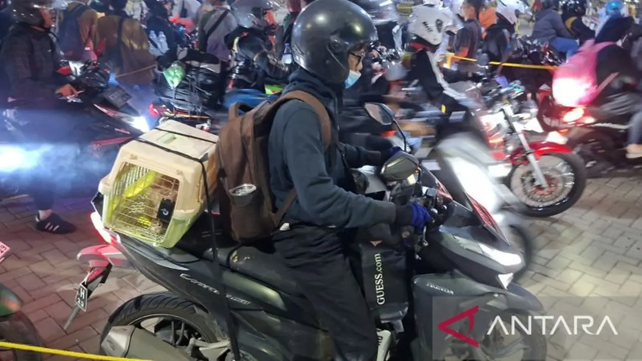 Pemudik Pilih Ajak Kucing Peliharaan Pulang Kampung Demi Irit Biaya