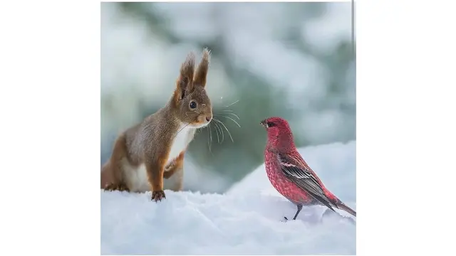 Interaksi Lucu Hewan di Alam Liar (sumber: Instagram/@fantastic.wildlife)