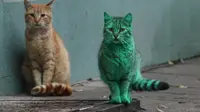 Kucing Unik Berwarna Hijau