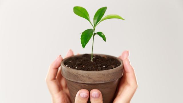 Perbedaan Berkas Pengangkut pada Batang Monokotil dengan Batang Dikotil Adalah Strukturnya