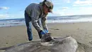 Jessica Nielsen memeriksa bangkai ikan matahari penipu atau hoodwinker sunfish di pantai Santa Barbara, California,  (21/2). Penemuan ikan sepanjang dua meter itu menghebohkan para ilmuwan. (Thomas Turner, UC Santa Barbara via AP)