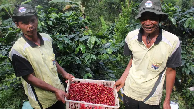 Kopi dari Dua Desa Ini Jadi 10 Besar Terbaik di Ajang Nasional
