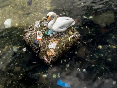 Seekor angsa bersarang di danau dekat Jembatan Ratu Louise, Kopenhagen, Denmark, Selasa (17/4). Sarang yang terdapat sejumlah telur tersebut sebagian terbuat dari sampah yang ditemukan di danau. (Mads Claus Rasmussen/Ritzau Scanpix via AP)
