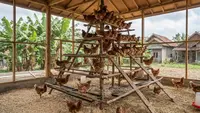 6 Model Kandang Ayam dengan Tempat Bertengger Bertingkat untuk Produktivitas Optimal