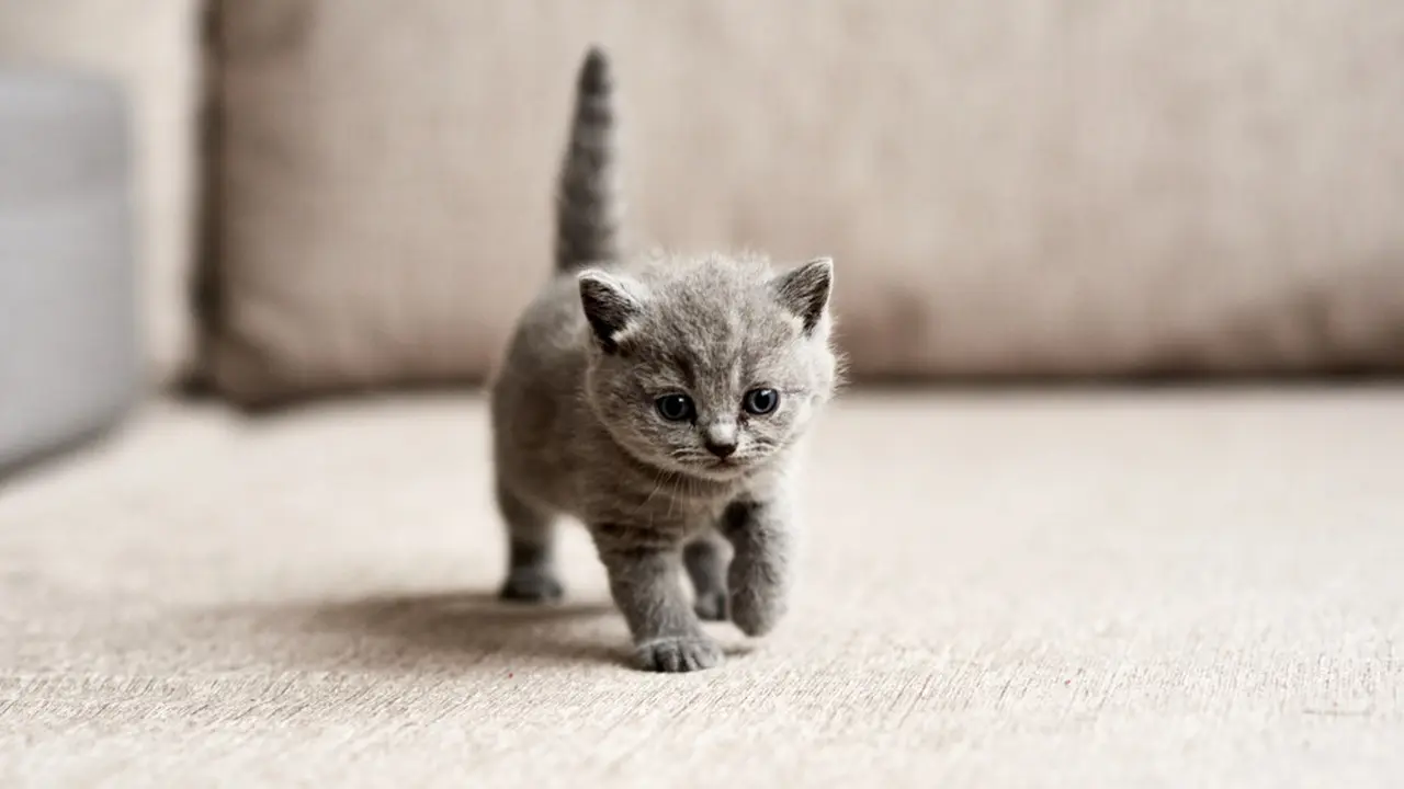 Butuh Nutrisi Lebih Banyak, Ini Tips Tepat Berikan Dry Food Buat Anak Kucing