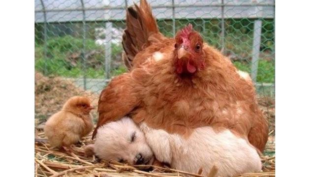 Kelakuan ayam (Sumber: Brightside)