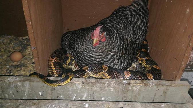 Seekor ular mencoba mencuri telur dari induk ayam di Texas, Amerika Serikat (Facebook/Sara Allison)