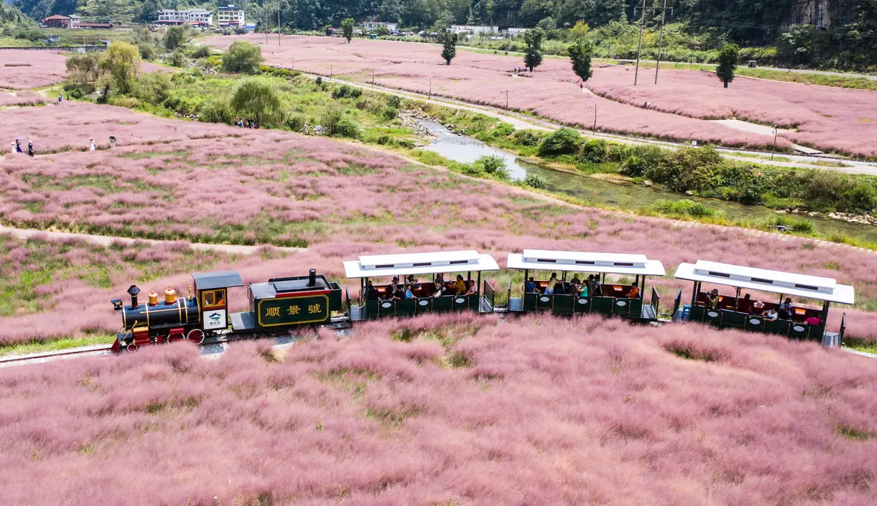 Foto dari udara yang diabadikan pada 2 September 2020 menunjukkan para wisatawan yang menaiki kereta tamasya menikmati pemandangan padang rumput berwarna pink (Muhlenbergia capillaris) di objek wisata Shenquangu di Wilayah Changshun, Provinsi Guizhou, China barat daya. (Xinhua/Tao Liang)