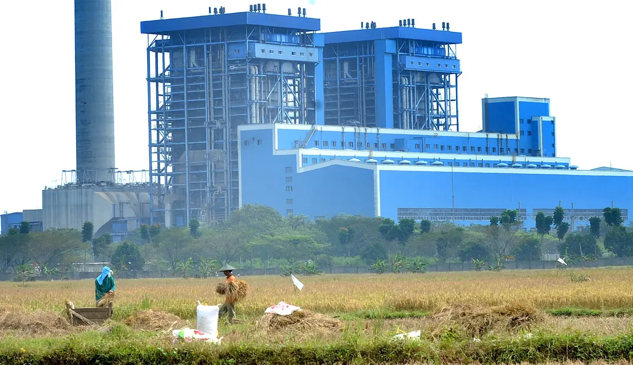 Suasana saat para petani memanen padi di sawah yang terletak di belakang PLTU Labuan, Pandeglang, Banten, Minggu (4/8/2019). Kurangnya pasokan beras dari petani akibat musim kemarau menyebabkan harga gabah naik. (merdeka.com/Arie Basuki)