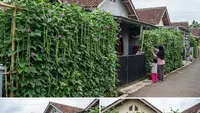 7 Inspirasi Kebun Kacang Panjang Rambat di Pagar Bambu yang Mudah Dibuat, Tumbuh Subur dan Rimbun