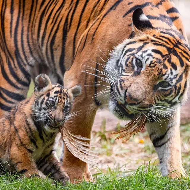 Harimau Sumatera di Kebun Binatang London