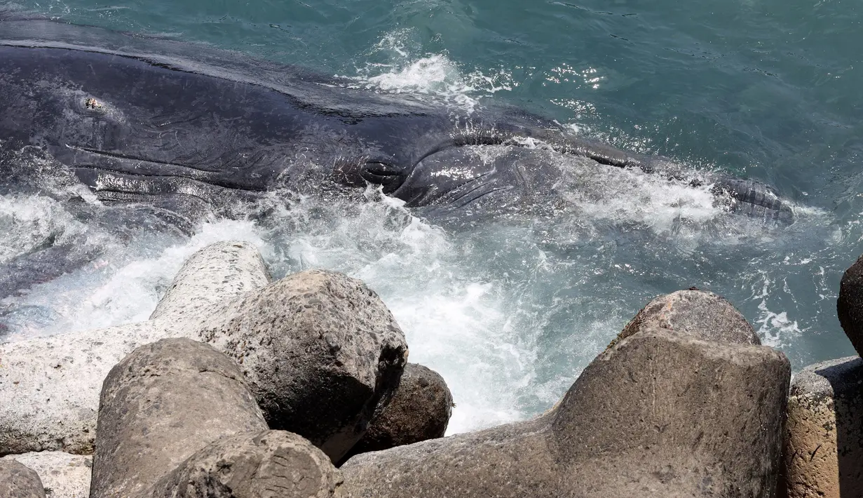 Seekor paus yang terdampar perairan dangkal Grande Chaloupe, di Reunion, Prancis (29/10). Ikan paus berukuran panjang 10 meter dan berat sekitar 10 ton itu terdampar di bawah jembatan di lokasi New Coastal Road. (AFP Photo/Richard Bouhet)