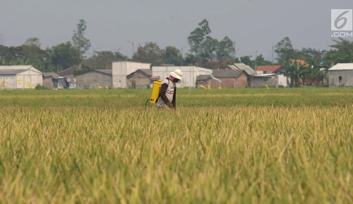 Petani menyemprotkan obat pembasmi hama padi jenis Jarong (unggulan) di Kawasan Bekasi-Jakarta, Selasa (2/7/2019). Hasil panen padi kali ini para petani kurang memuaskan akibat cuaca yang tidak menentu dan serangan hama. (merdeka.com/Imam Buhori)