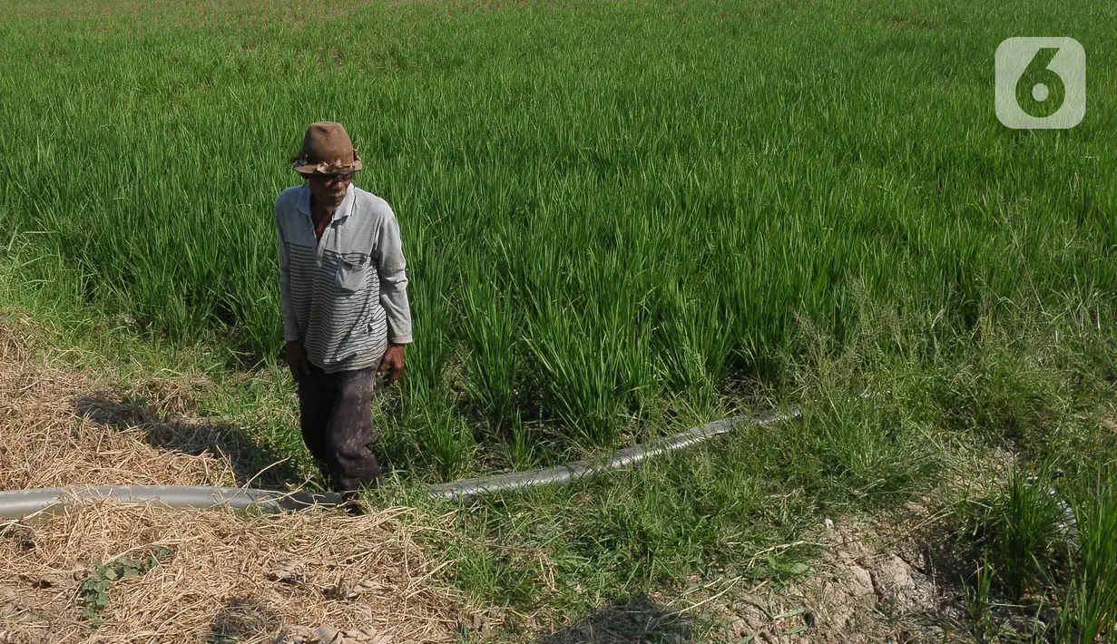 Nasim (67), petani sedang memastikan selang air untuk mengairi sawahnya yang dilanda kekeringan dapat berfungsi dengan baik di Babelan, Bekasi, Jawa Barat, Selasa (5/9/2023). (merdeka.com/Imam Buhori)
