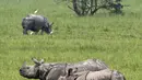 Seekor badak bercula satu bertanduk di sebuah ladang di cagar alam Pobitora, sekitar 60 kilometer di sebelah timur Gauhati, India, (23/5). Tempat ini memiliki populasi padat badak bercula satu di dunia. (AP Photo/Anupam Nath)