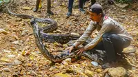 Penakluk ular, Amar_pd, melepaskan ular sawah berukuran 9 meter di kawasan hutan bersama BBKSDA Riau. (Liputan6.com/Dok BBKSDA Riau)