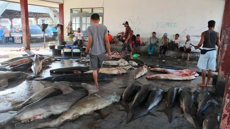 Pelelangan Hiu dan Pari Manta di tanjung Luar, Lombok, NTB.