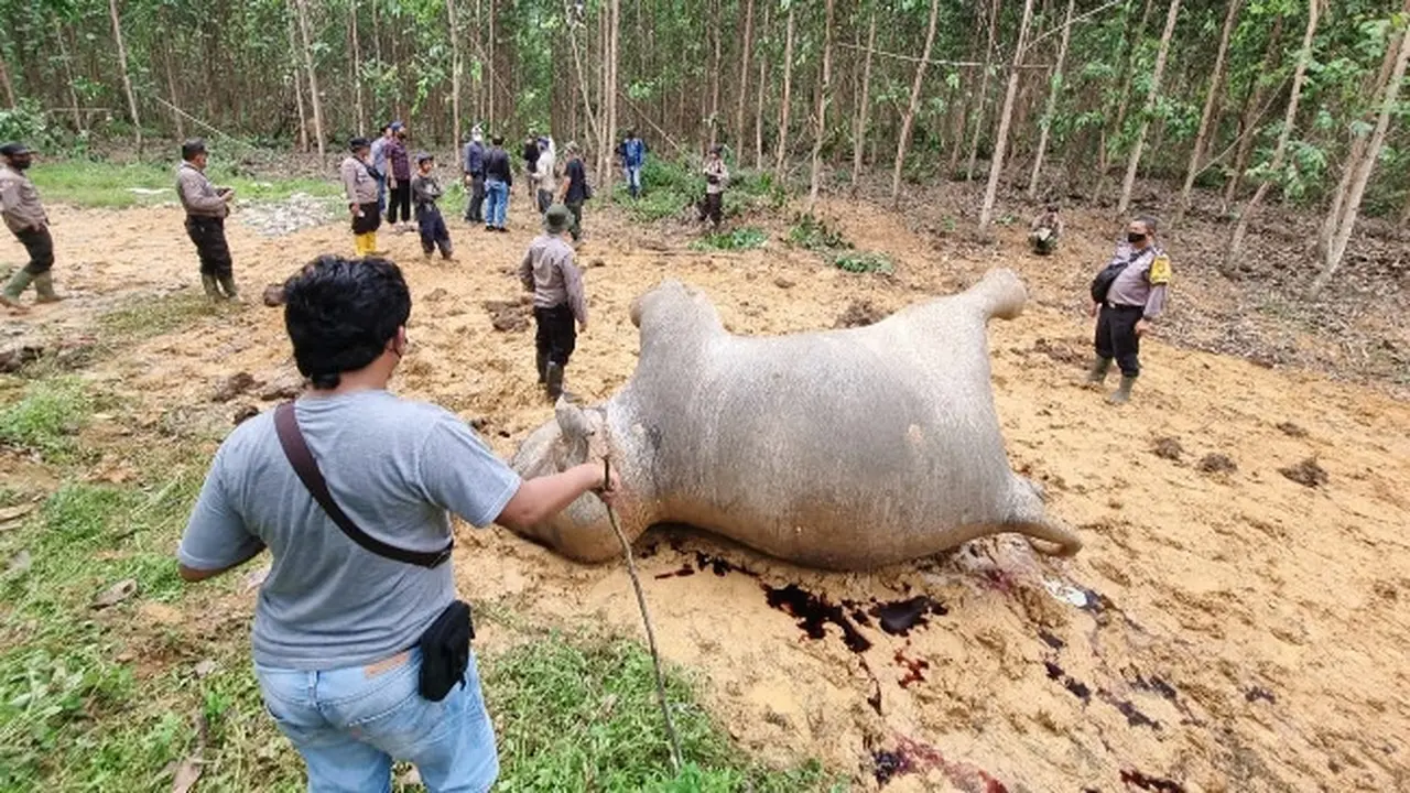Gajah mati di Kabupaten Bengkalis karena makan buah nanas di konsesi hutan tanaman industri.