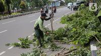 Petugas Sudin Kehutanan Kota Administrasi Jakarta Pusat memangkas pohon di kawasan Jalan Matraman Raya, Kamis (5/1/2023). Memasuki musim hujan , beberapa pohon besar di tebang untuk menghindari tumbangnya pohon yang dapat menyebabkan kecelakaan. (Liputan6.com/Faizal Fanani)