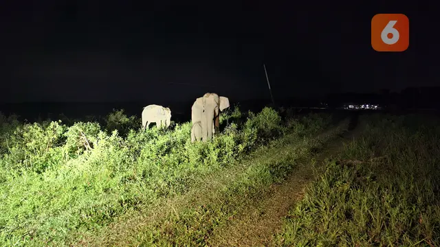 Aktifitas Gajah Sumatera di malam hari yang bisa dinikmati saat safari malam di TNWK. Foto : (Liputan6.com/Ardi).